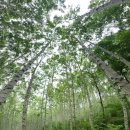 자작나무 숲 이미지