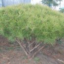 금송농장2 이미지