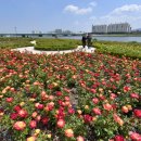 형산강 장미원 이미지