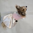 이츠독 | 햅삐멍멍이랑 이츠독 강아지 한복 리온이네 설 후기