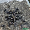 비비큐(BBQ)양평지평점 | [국내여행]양평아이랑 계곡뷰 서울근교 대형카페 용문 냇 Nat (feat.내돈내산)