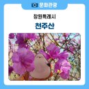 천주산 만남의 광장 | 봄이면 꼭 오르는 산, 천주산 진달래 등산 후기