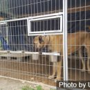 와일드캉갈 이미지