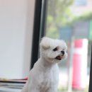 우리집강아지 애견미용 이미지