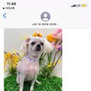 누구보다 소중하개 이미지