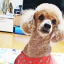 콧대높은 개 이미지