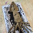 강정동-19 이미지