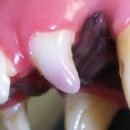 동물병원닥터스 이미지