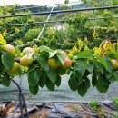 버드네농장 이미지