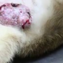 라뽀동물병원 이미지