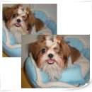 카페독스 이미지