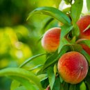 복숭아쉼터 이미지