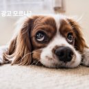 홍보카센타 이미지