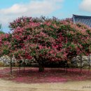 돈암서원(遯巖書院)의 木百日紅 이미지