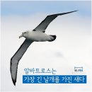 알바트로스 이미지