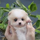 깜찍하개 이미지