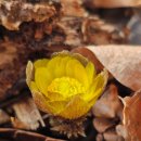 경주 안강 금곡사 환종주ㅣ 변산바람꽃, 복수초, 노루귀등 봄 야생화산행 26.03.05(목)