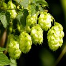 홉스(HOPS) 이미지