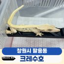 크레수호
