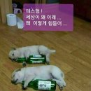 예 Daum카페