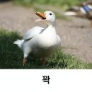 오리 - 원주시 양지로 80 | 오리
