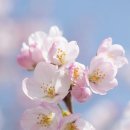 벚꽃 이미지