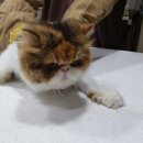 전북펫