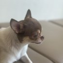 밀양대동물진료센터 | 🐶 구래동 온아동물의료센터에서 자두 외이도염 진료받은 후기
