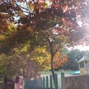 대전대화초등학교 이미지