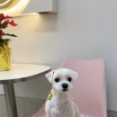 바오그루밍 이미지