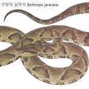 혈압약과 뱀 독 이미지