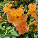 키친달팽이 이미지