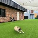 멍크라운 이미지