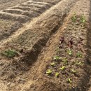 화도농장 이미지