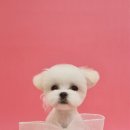 김채안퍼피살롱 이미지