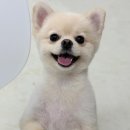 인생멍컷 네이버블로그