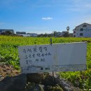 산방산 화장실 | 제주 포토존 &lt;산방산 유채꽃&gt;