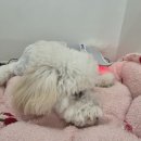 두두펫케어 이미지