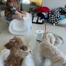 지코바 태백점 | 하프마라톤 2026 10K 후기,TUEWID Blanc Gauze Tattoo...칼국수,가메골 손만두 팝업,일산 태백집 삼겹살