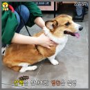 로이펫택시 이미지