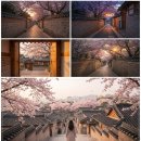 도심건강길 5길 | 2026 🌸 실패 없는 서울 벚꽃여행 코스 총정리! (전국 개화 &amp; 만개 정보 포함)