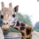 안녕 기린 이미지