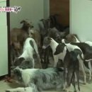 샴프네집 이미지