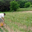 철주농장 이미지