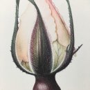 보태니컬 아트 이미지