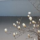 춘복살롱 | 롯데리조트 애견동반 객실 투숙 후기 장단점 / 애견동반 맛집 &amp; 백마강 유람선