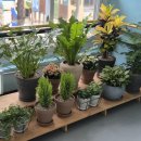 까페인듯 우리학교 실내정원 이미지