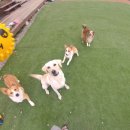 멍린이집 이미지