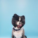 멍멍살롱 이미지