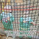 강동구 어린이날 나들이 장소 추천 명일공원 유아숲 트램벌린 체험